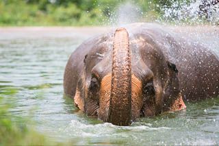 Samui Elephant Sanctuary Bophut
