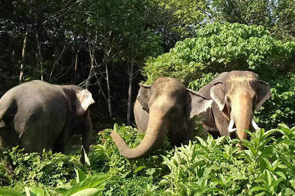 Following Giants Elephant Sanctuary Krabi