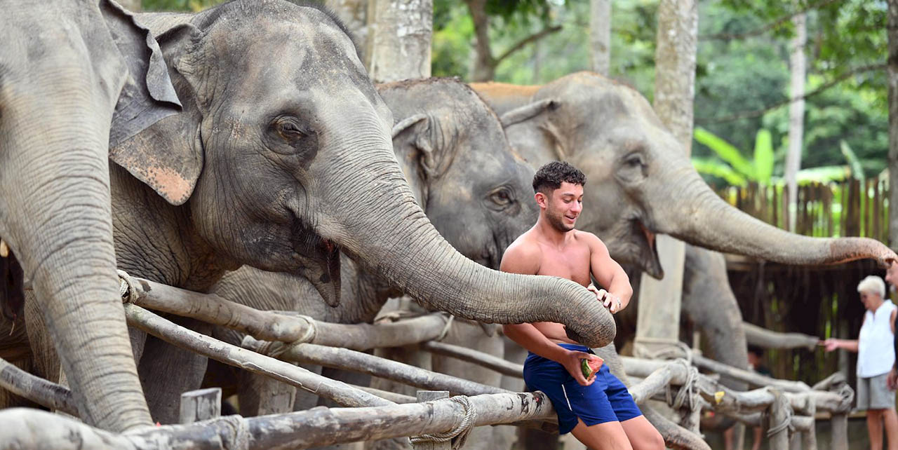 Programme Nourrissez-moi Elephant Jungle Sanctuary Samui