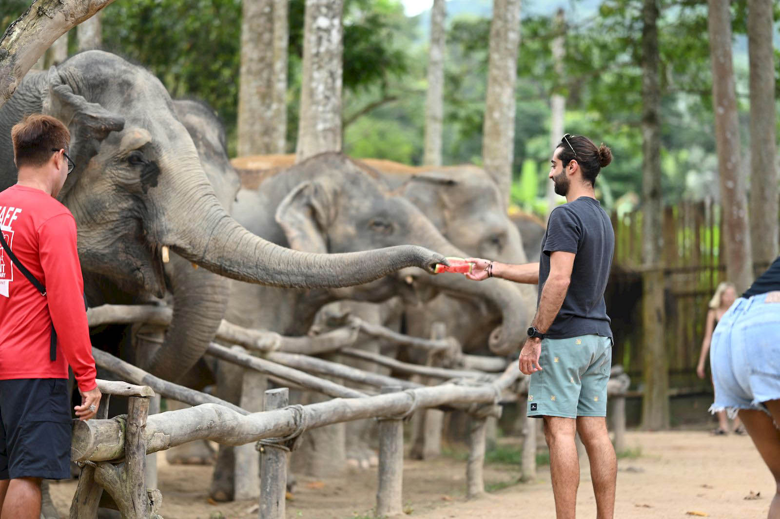 Programme Nourrissez-moi Elephant Jungle Sanctuary Samui