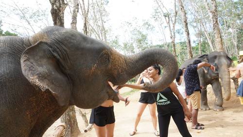elephant-jungle-sanctuary-phuket-01.jpg