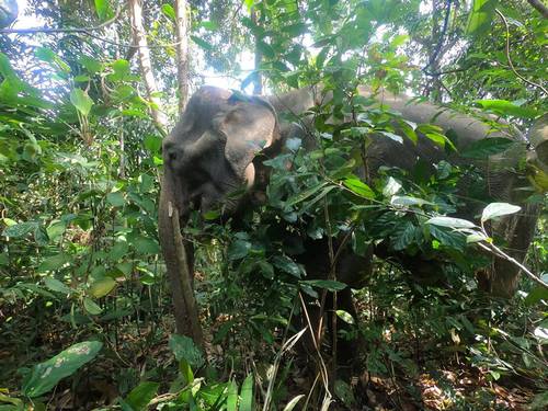 elephant-jungle-sanctuary-phuket-05.jpg