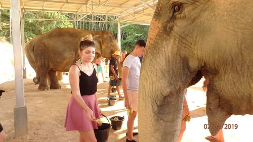 elephant-jungle-sanctuary-phuket-10.jpg