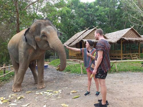 elephant-jungle-sanctuary-phuket-14.jpg