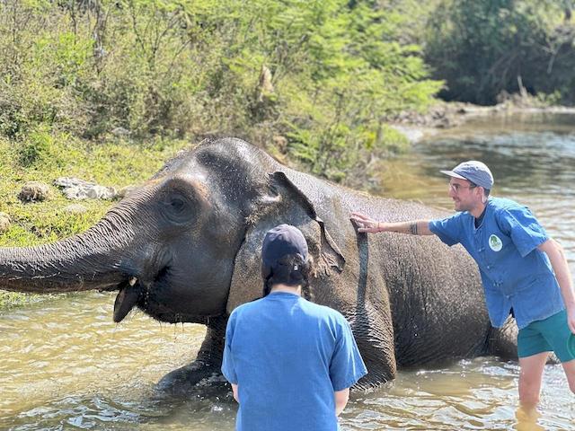living_green_elephant_doi_inthanon_3.jpg