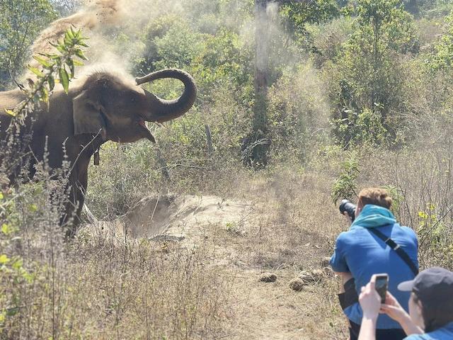 living_green_elephant_doi_inthanon_4.jpg