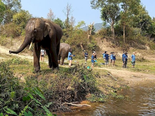 living_green_elephant_doi_inthanon_8.jpg