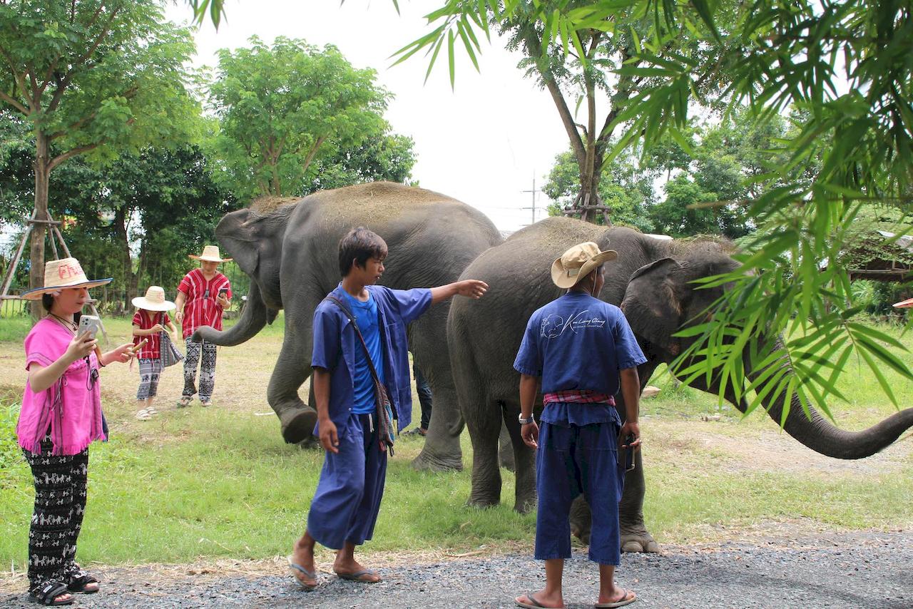 bangkok-elephant-park-6.jpg