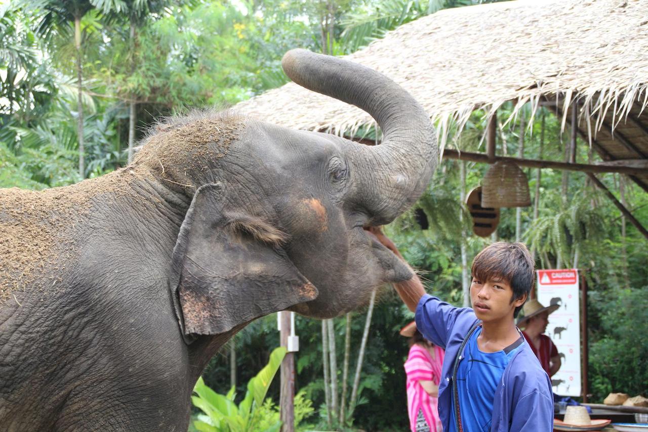 bangkok-elephant-park-7.jpg