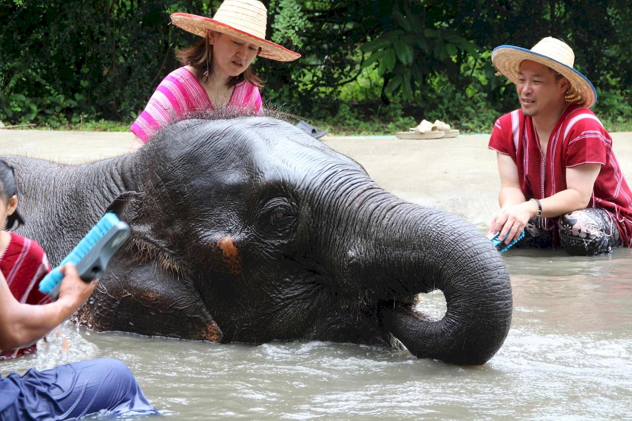 bangkok-elephant-park-8.jpg