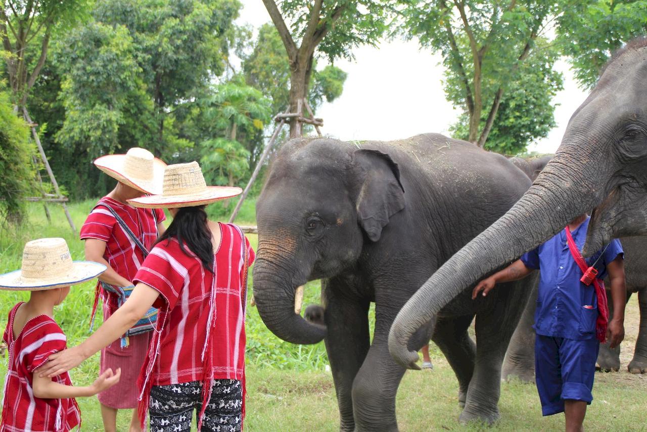 bangkok-elephant-park-9.jpg