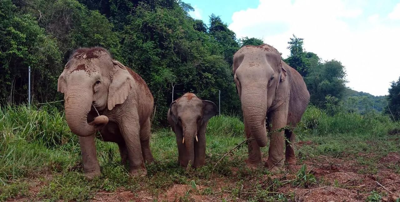 Comment l'éléphant est devenu le symbole national de la Thaïlande