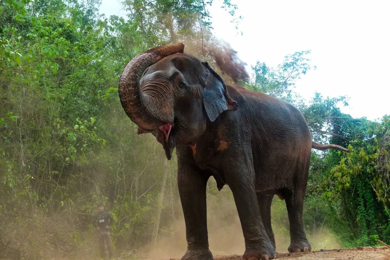 Pattaya Elephant Sanctuary - Elephant Sanctuary Thailand