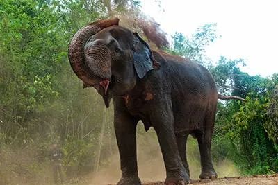 Pattaya Elephant Sanctuary