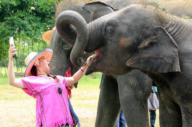 Bangkok Elephant Park