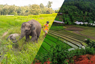 Thong Elephant & eco-trekking Karen, 2 days